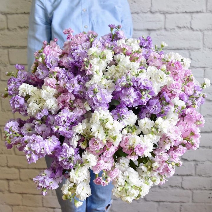 Облако маттиол в Тамбове