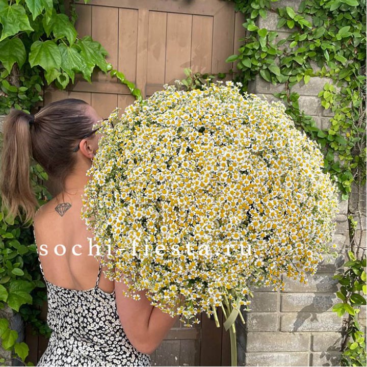 101 ромашка в Тамбове