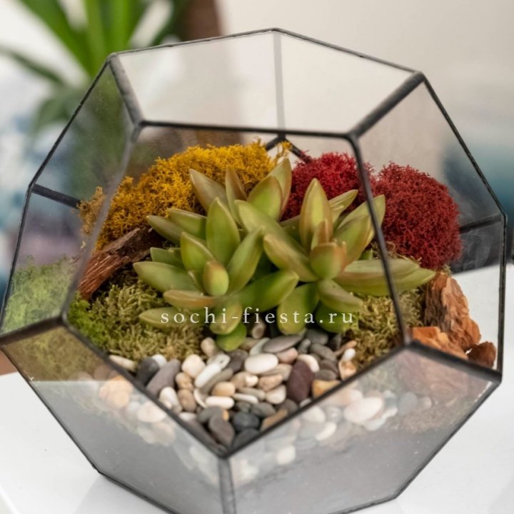 Флорариум “Додекаэдр” с суккулентом Седум в Тамбове