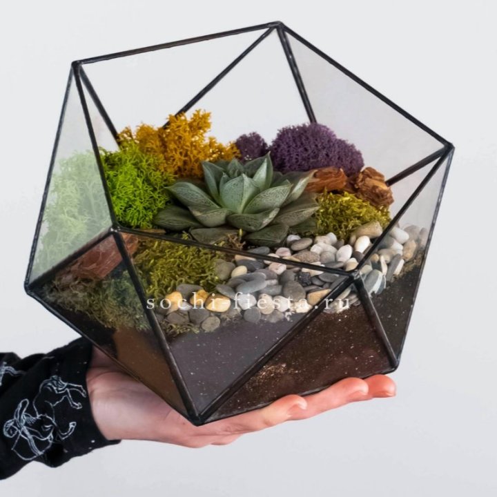 Флорариум “Икосаэдр” с суккулентом Каменная Роза в Тамбове