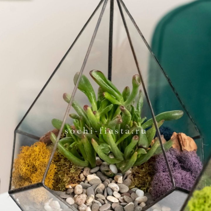 Флорариум “Капля” с суккулентом Крассула Хоббит в Тамбове