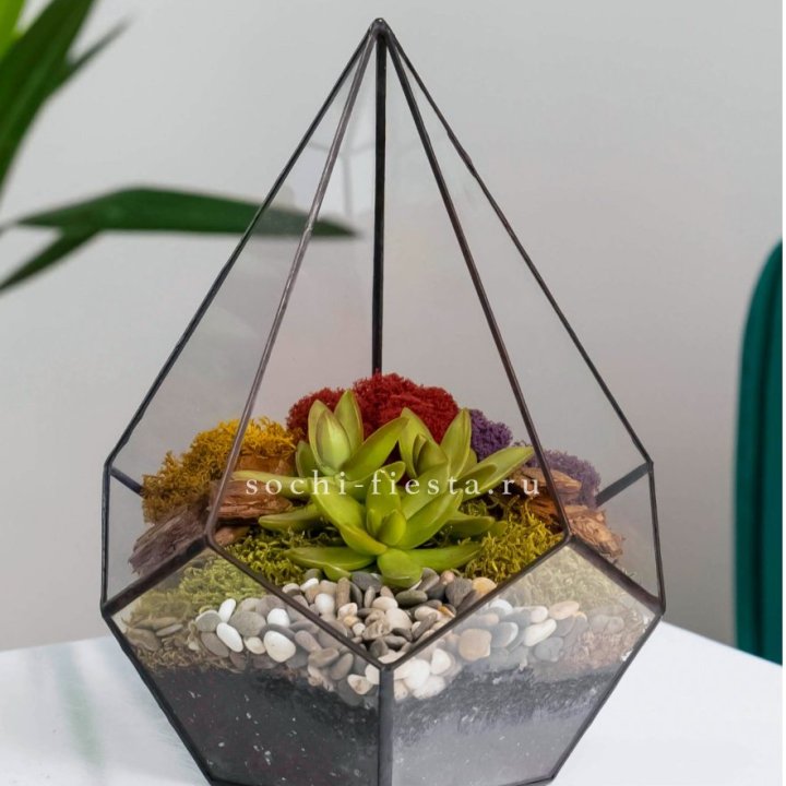 Флорариум Капля с суккулентом в Тамбове