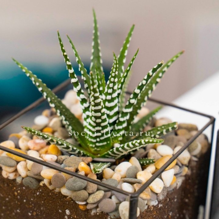 Флорариум Кубик с суккулентом Хавортия в Тамбове