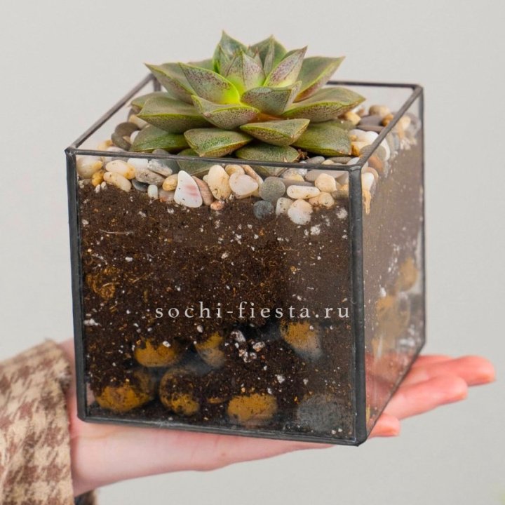 Флорариум Кубик с суккулентом Каменная роза в Тамбове