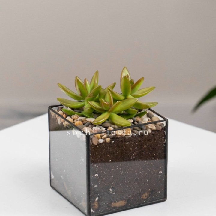 Флорариум Кубик с суккулентом Седум в Тамбове
