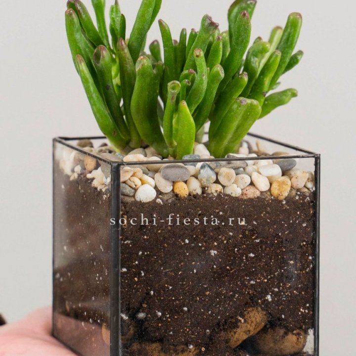 Флорариум Кубик с суккулентом Хоббит в Тамбове