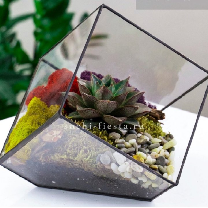 Флорариум Куб усеченный с суккулентом Каменная роза в Тамбове