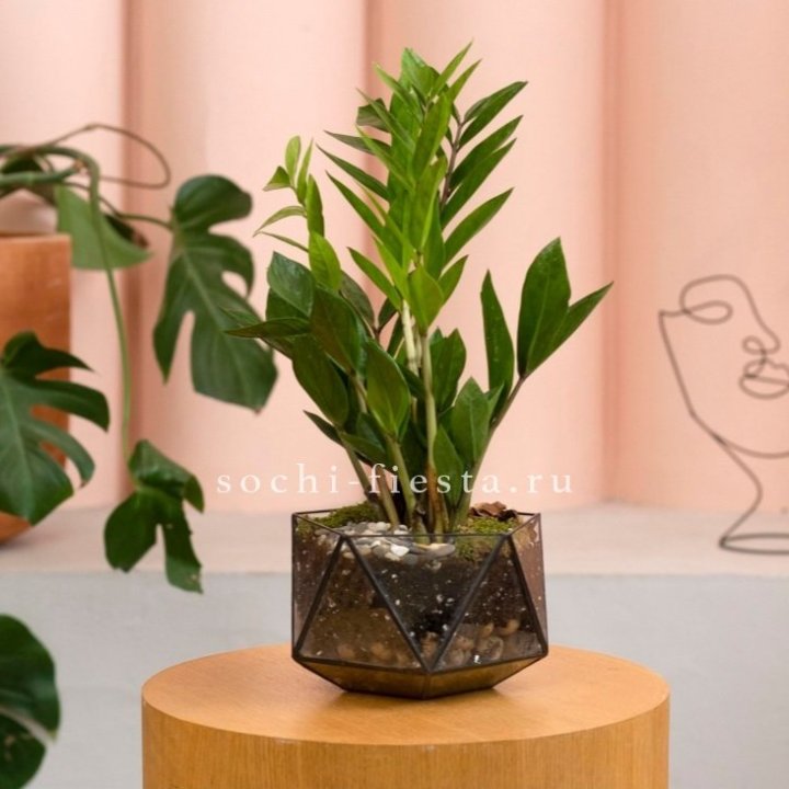 Замиокулькас в кашпо Икосаедр в Тамбове
