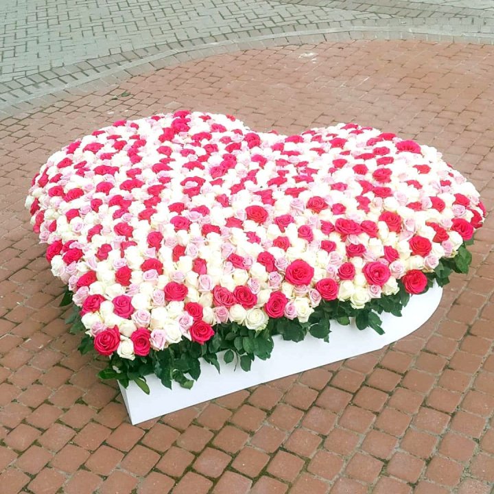 555 роза  в Тамбове