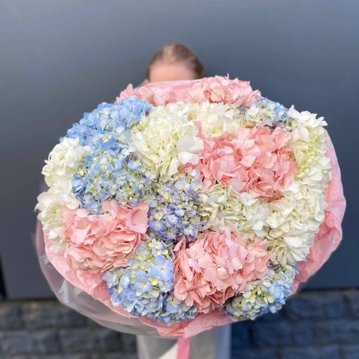 19 гортензий микс в Тамбове