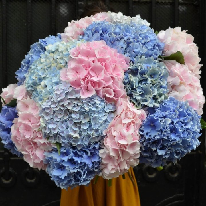 Букет гортензий "Фонтан" в Тамбове