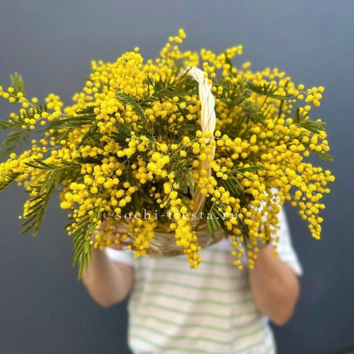 Весенняя корзина мимозы в Тамбове