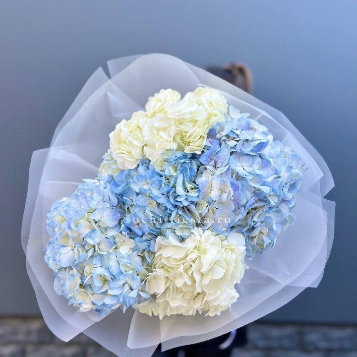 5 бело-голубых гортензий в Тамбове