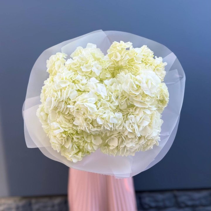 7 белых гортензий в Тамбове