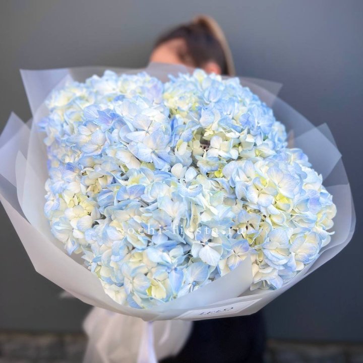 5 голубых гортензий в Тамбове