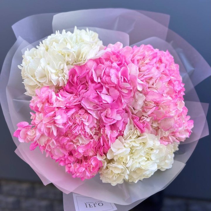 5 бело-розовых гортензий в Тамбове