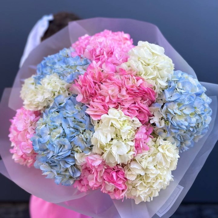 11 гортензий микс в Тамбове