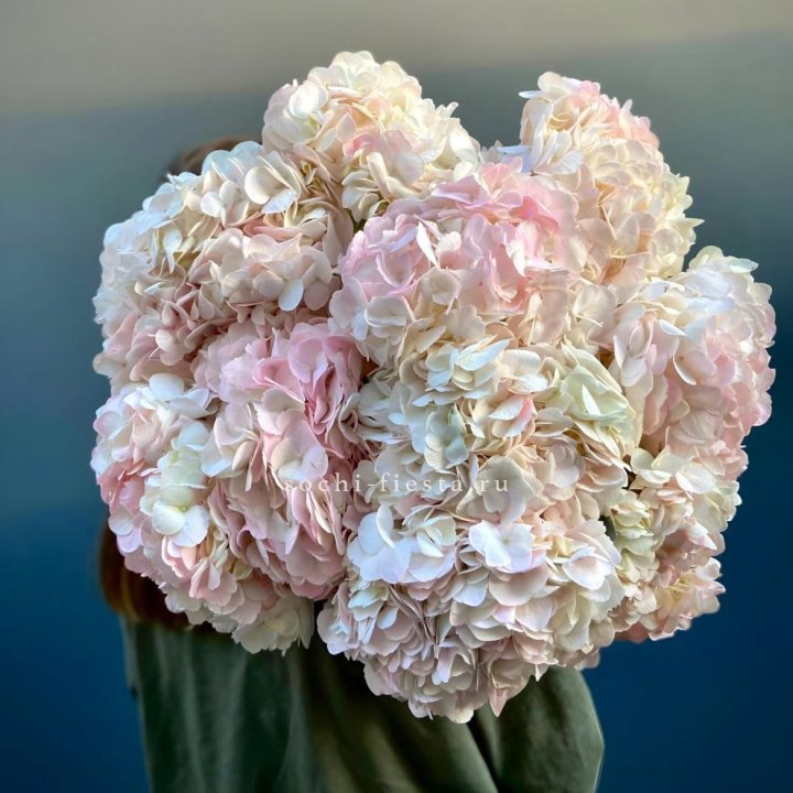 Охапка розовой гортензии в Тамбове