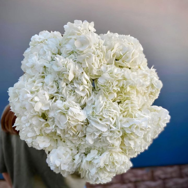 Охапка белой гортензии в Тамбове
