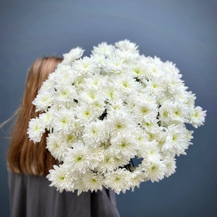 Охапка Хризантемы кустовой в Тамбове