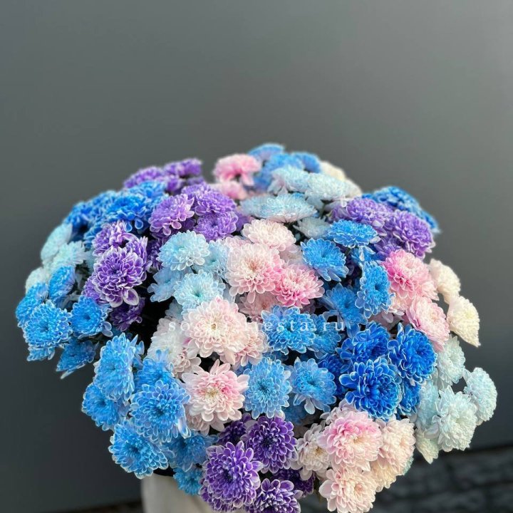 25 цветных хризантем в Тамбове