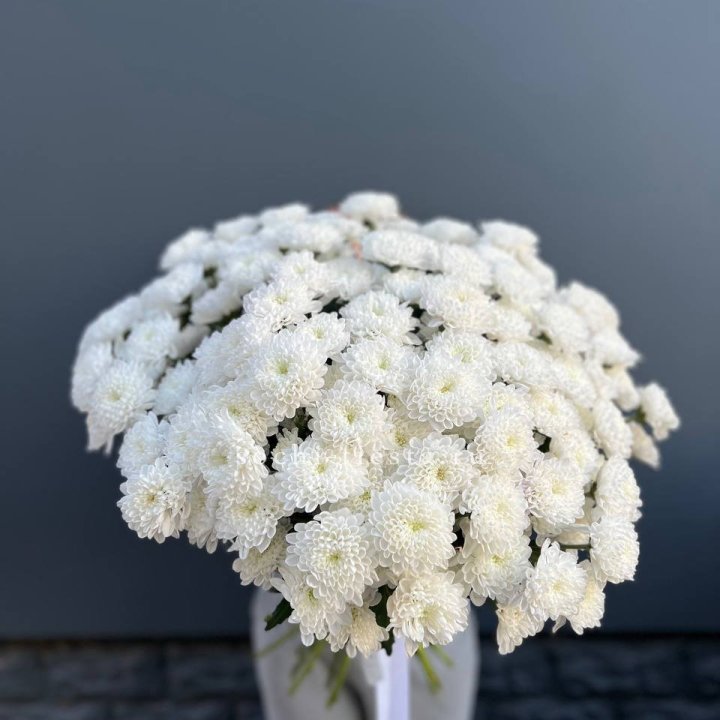  25 хризантем белых в Тамбове