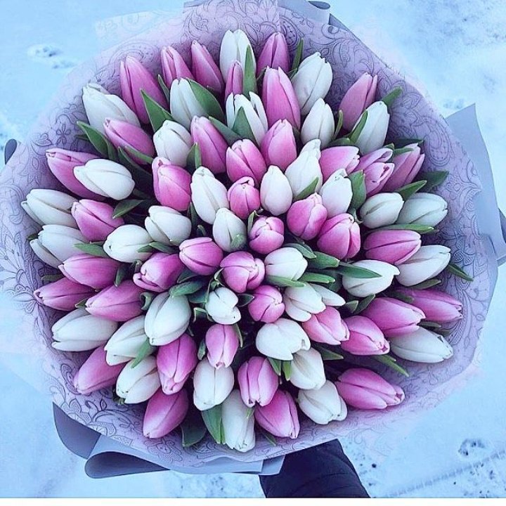 101 тюльпан "Лолипоп" в Тамбове